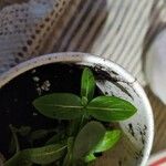 Catharanthus coriaceus ഇല