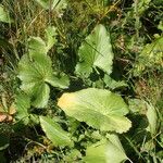 Eryngium alpinum برگ