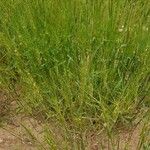 Aegilops triuncialis 葉