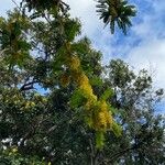 Cassia ferruginea Kvet