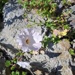 Petunia axillaris Кветка