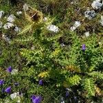 Cirsium spinosissimum Облик