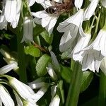 Allium triquetrum Blomma
