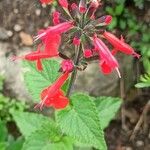 Salvia roemeriana Flor