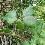 Rubus winteri Blad