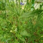 Veronica teucrium ഇല