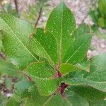 Aronia arbutifolia Feuille