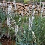 Lysimachia ephemerum Fleur
