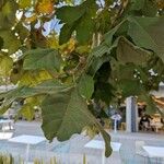 Platanus mexicana Ліст