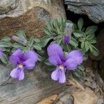 Viola diversifolia आदत