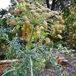 Seseli gummiferum 花