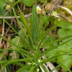 Polygonatum verticillatum 葉
