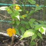 Kerria japonica Blad