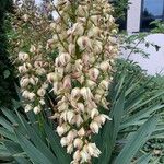 Yucca gloriosaКветка