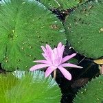 Nymphaea rubra Flower
