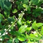 Circaea canadensis Fleur