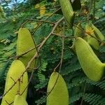 Caesalpinia sappan Fruto