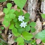 Anemonella thalictroidesFlower