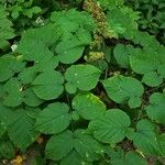 Aralia racemosa Levél