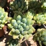 Sedum pachyphyllum Fulla