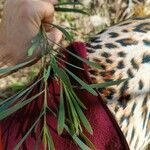 Acacia retinodes Blad