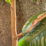 Magnolia virginiana Bark