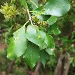 Pisonia aculeata पत्ता