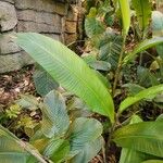 Heliconia stricta Leaf