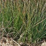 Juncus effusus Blad