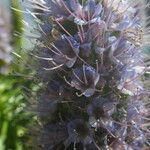 Echium hierrense Flor