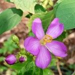 Osbeckia aspera Flower