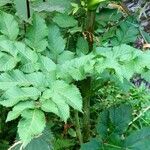 Angelica sylvestris ഇല