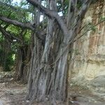 Ficus thonningii Bark