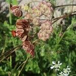 Tordylium apulum Fruit