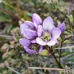Gentianella corymbosa Květ