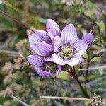 Gentianella corymbosa 花