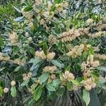 Prunus laurocerasus फूल