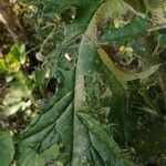 Cirsium mexicanum Leaf