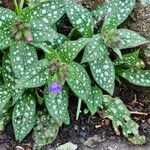 Pulmonaria saccharata Plante entière