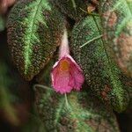 Episcia lilacina Flors