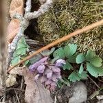 Corydalis × hausmannii Bloem