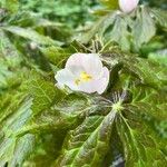 Podophyllum hexandrum Õis