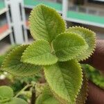 Coleus amboinicus Folha