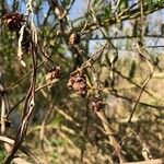 Salix atrocinerea Flower