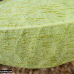 Malpighia martinicensis Hoja
