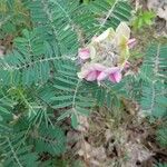 Tephrosia virginiana 花