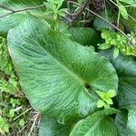 Arum pictumLeaf