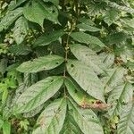 Spathodea campanulata Blatt