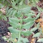 Sisymbrium irio Feuille