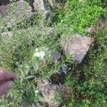 Lappula squarrosa Цветок